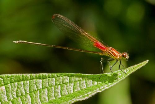 Hetaerina sp.